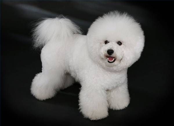 Bichon hranolky