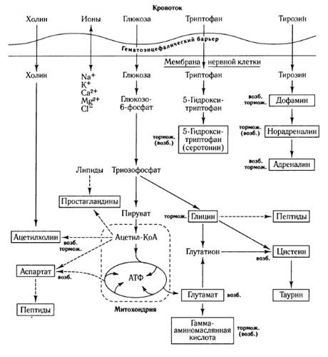 Spôsoby výmeny mediátorov a úloha hematoencefalickej bariéry v metabolizme (na: Shepherd, 1987)