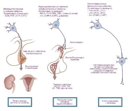 Hypotalamus.  Tri typy neurosekrečných buniek hypotalamu.