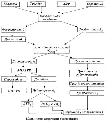 Počiatočná fáza hemokoagulácie a mechanizmus lokálnej hemokoagulačnej homeostázy