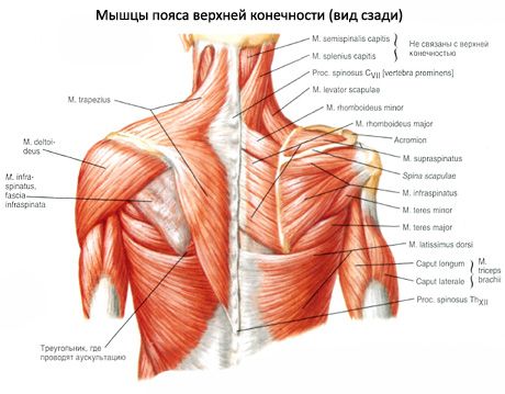 Svalové a subakútne svaly