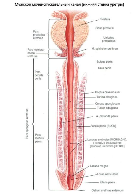 Mužská uretróza, uretrálna samica