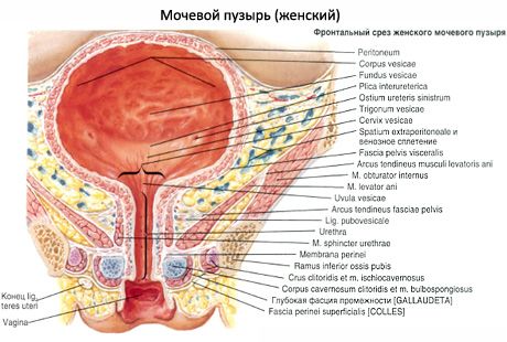 Močový mechúr (vesica urinaria)