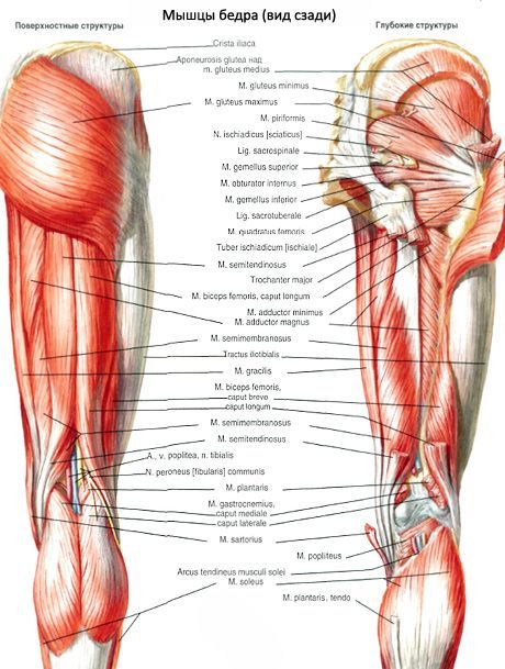 Štvrtý sval stehna 