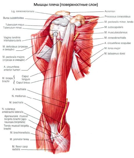 Rameno bicepsu (ramenné bicepsy)