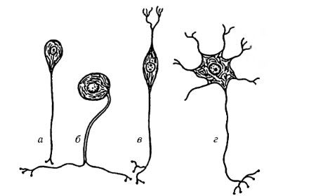 Druhy nervových buniek