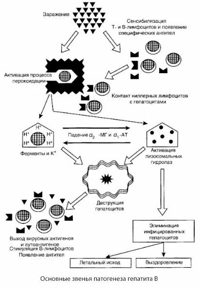 Patogenéza hepatitídy B