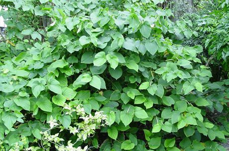Cava sa vyrába z koreňa kroviny (Piper methysticum)