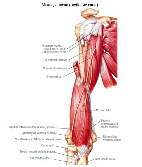 Rameno svalov