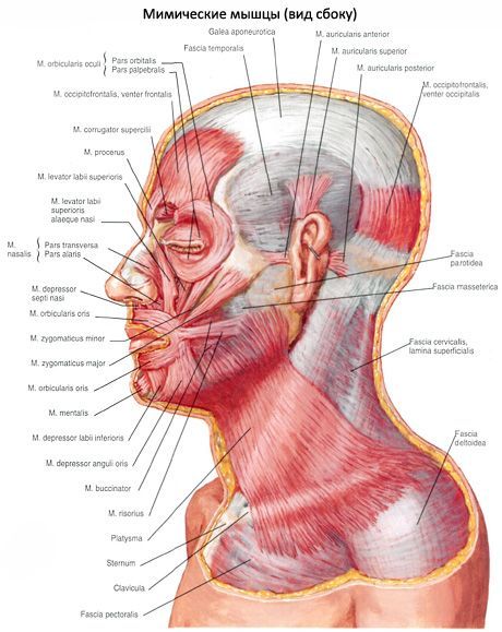 Subkutánne svalstvo krku (platysma)