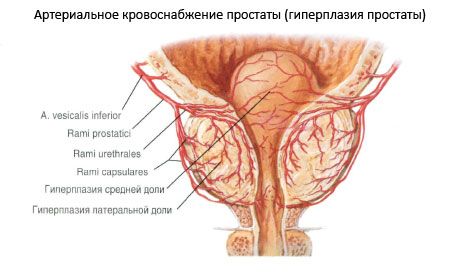 Nádory a nervy prostaty