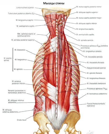 Svalový pásový sval