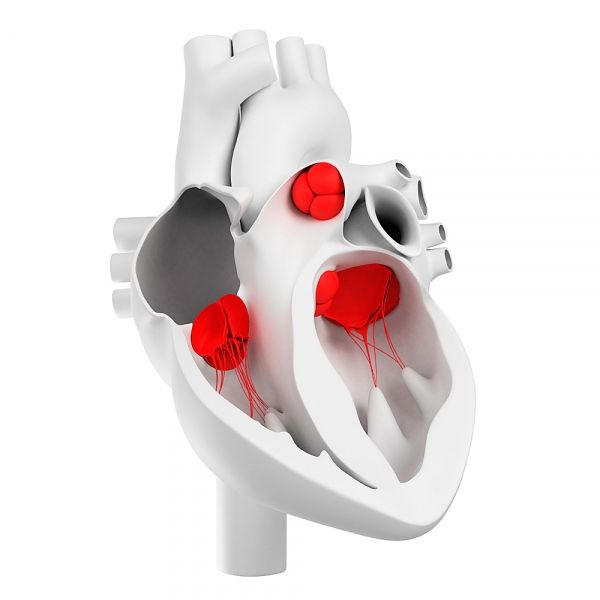 Srdcové ventily a ich morfologická štruktúra