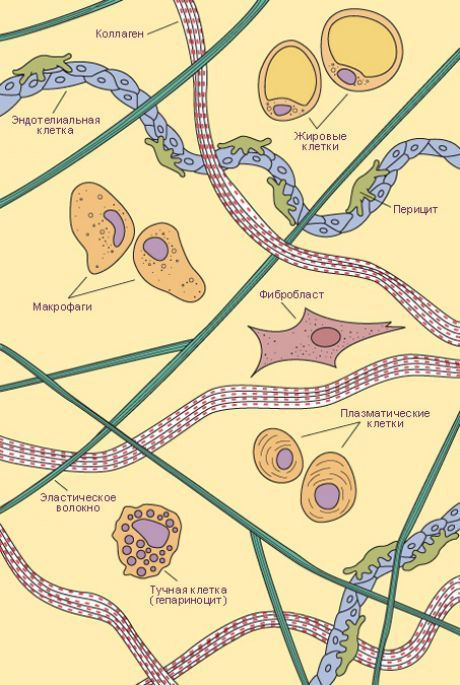 Spojivové tkanivo.  Druhy buniek a vlákien voľného spojivového tkaniva