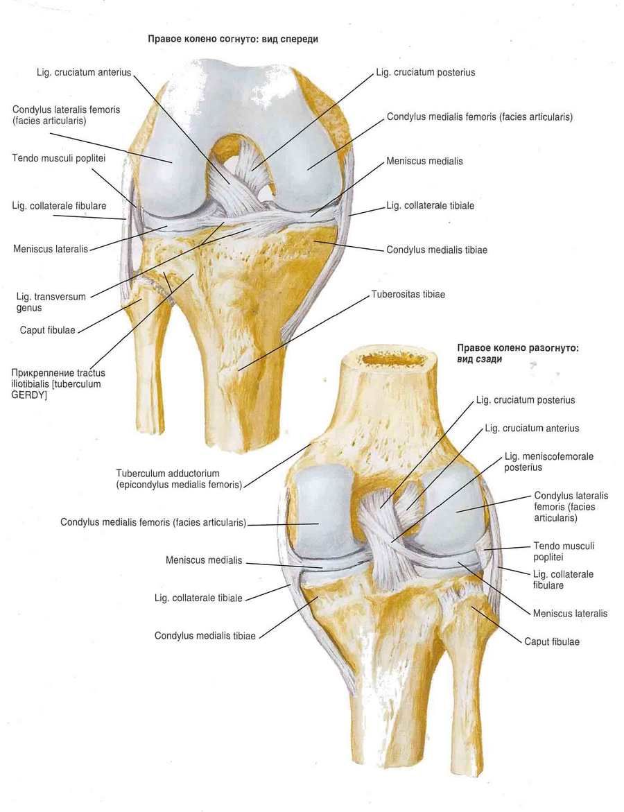 Viazanie kolenných kĺbov