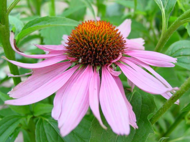 echinacea