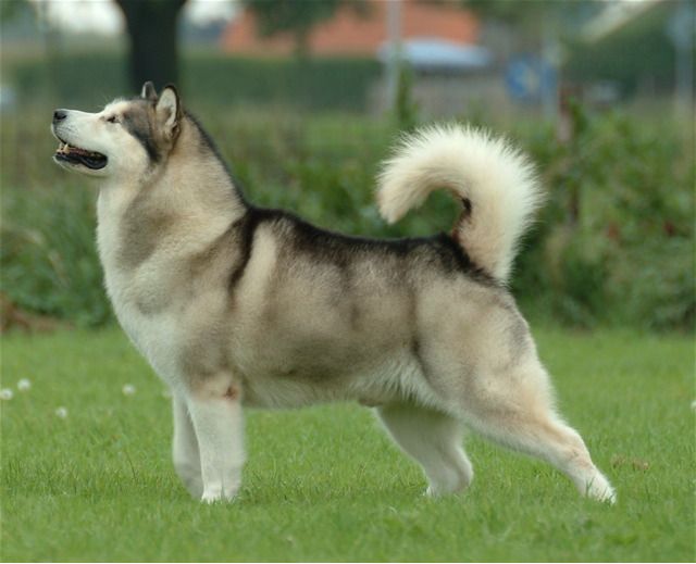 Obrie Alaskan Malamute