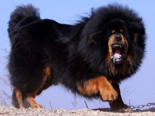 Tibetský mastiff