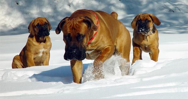 Juhoafrický mastiff alebo Boerboel