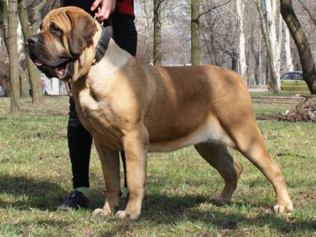 Španielsky mastiff