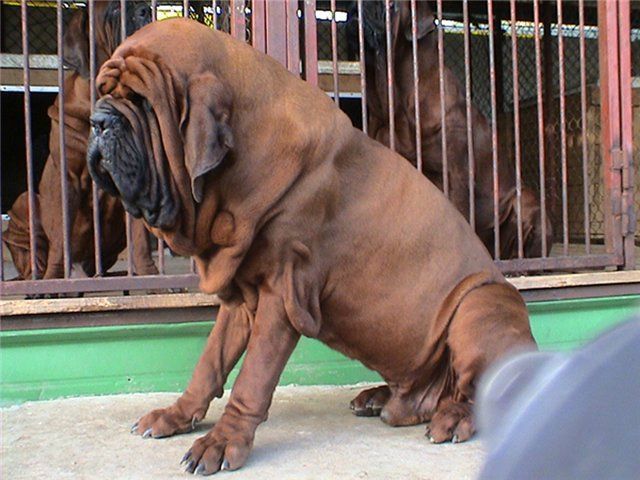 Kórejský mastiff