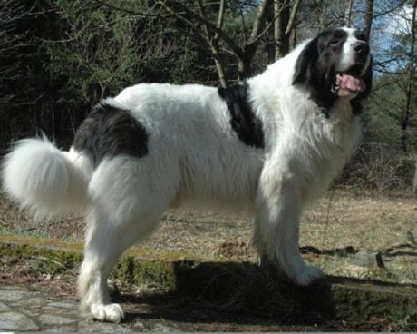 Pyrenejský mastiff