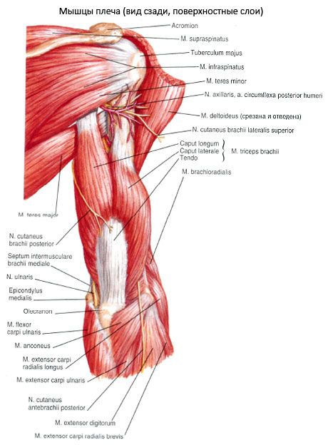 Sval triceps brachialis (triceps pecula)