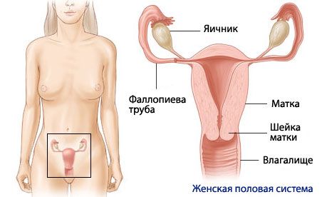 Anatómia a fyziológia ženského reprodukčného systému