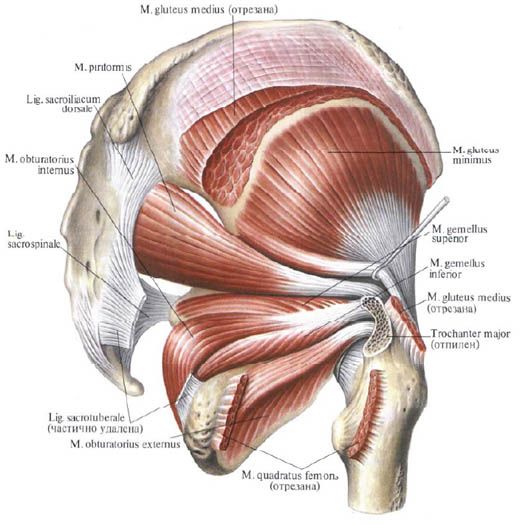 Gluteusové svaly (stredný gluteusový sval)