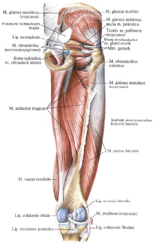 Svaly gluteusu (malý sval gluteus)