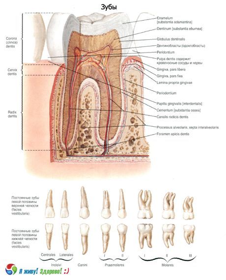 Zuby.  Štruktúra zuba